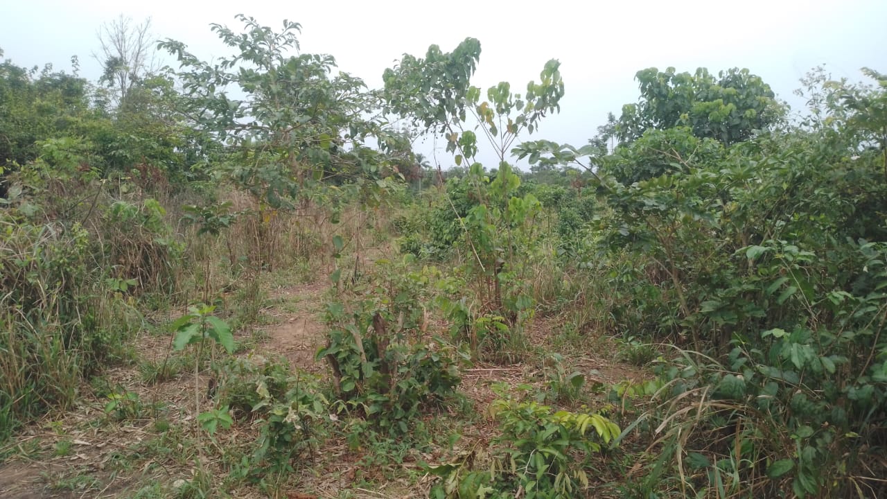 Land Development & Site Preparation
